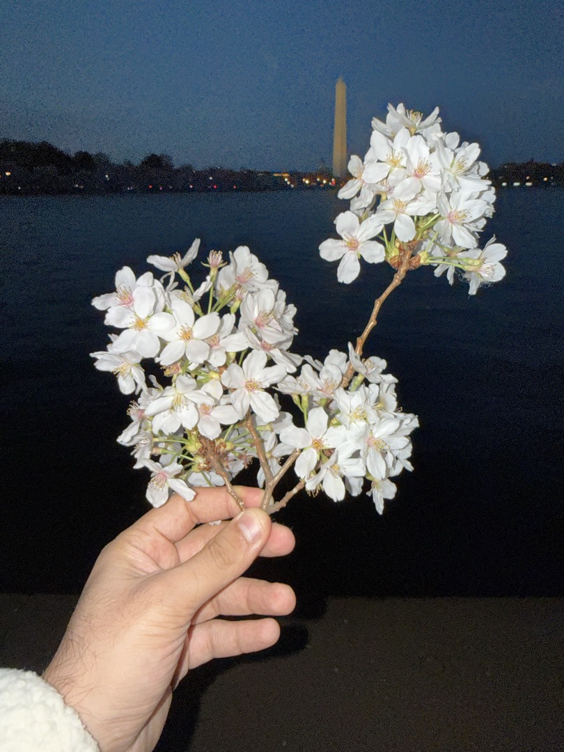 Cherry blossoms — the gajre for Asmara